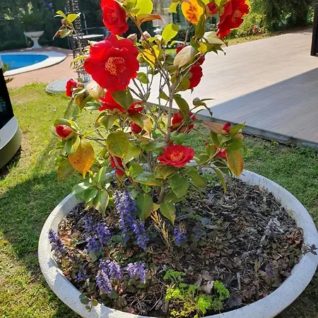 Pensionat Mariel Maggiore Gravellona Toce