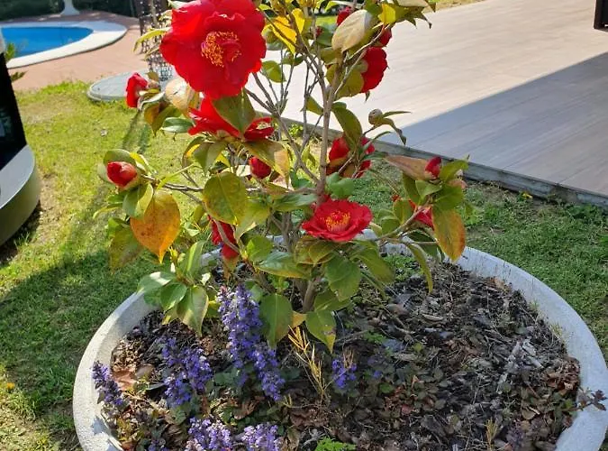 Πανσιόν Mariel Maggiore Gravellona Toce